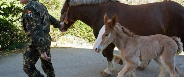 Caballos del Ejército, campeones hípicos, subastados por cien euros WMNj2L0n9u81nvpiU-1YTzHP8xI5NSF7YWVbO1rTh5bkR3h3fCWURCiDOsIz4QGIXJLsuwdaN3aZ3tpHt2gT9YOrKP7PV0jGYl6hIPXsw8ldi7lQQCM-qfWu-A