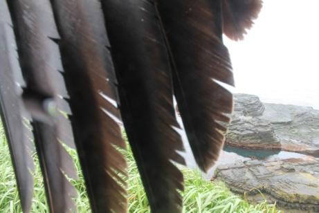 eagle wing covering up the lens of the camera