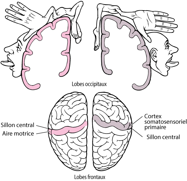 lobes occipitaux, aire motrice et cortex somatosensoriel