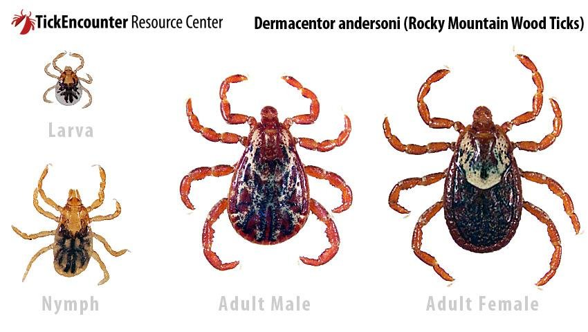 Rocky mountain wood tick in various stages