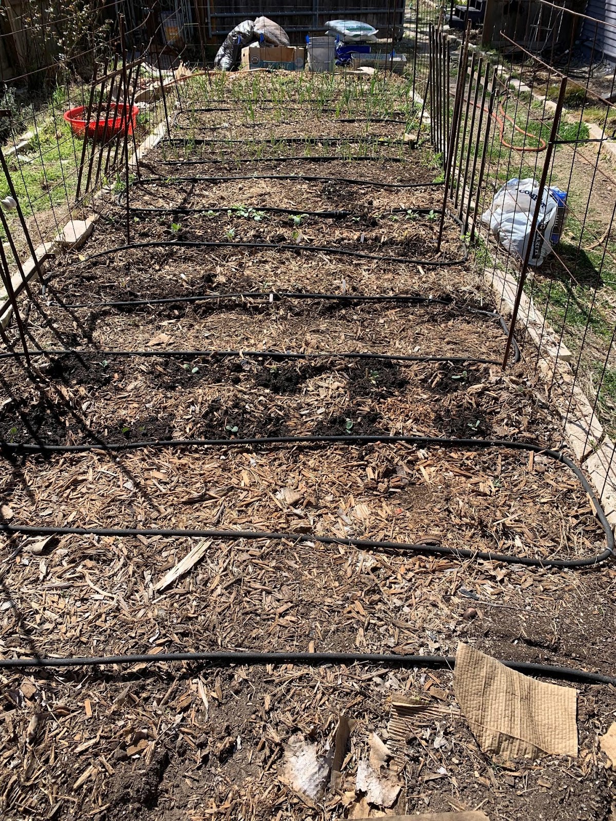 Soaker hoses make good ground level watering to keep the leaves dry.