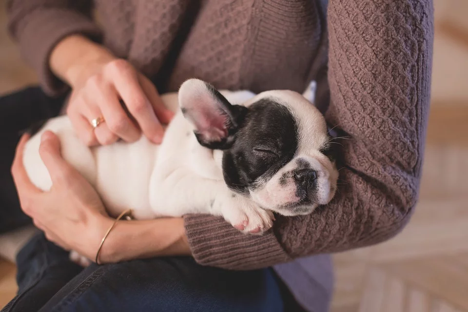 sleeping puppy