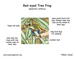 Image result for red eyed tree frog class and why