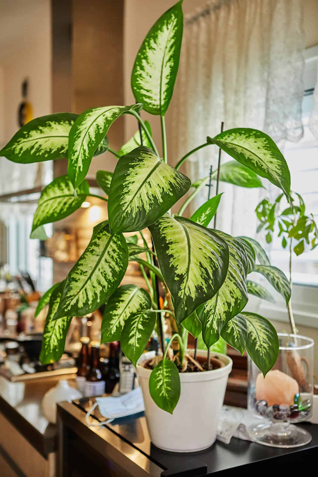 Unique colors of leaves on a dumb cane