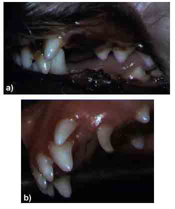 A common problem in Shelties is rostrally displaced or lance canines. a) The first photo shows the problem in a miniature Schnauzer and b) the second is of a Sheltie. The abnormal placement of the maxillary canine tooth leads to a variety of problems due to abnormal tooth-to-tooth and tooth-to-soft tissue contacts. Extraction or orthodontic repositioning are among the treatment options. As this condition shows every indication of being hereditary, affected dogs should be neutered, especially if orthodontic correction is to be attempted.