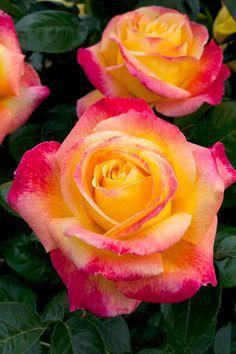 Rose 'Pullman Orient Express' | Beautiful flowers, Hybrid tea roses, Flowers