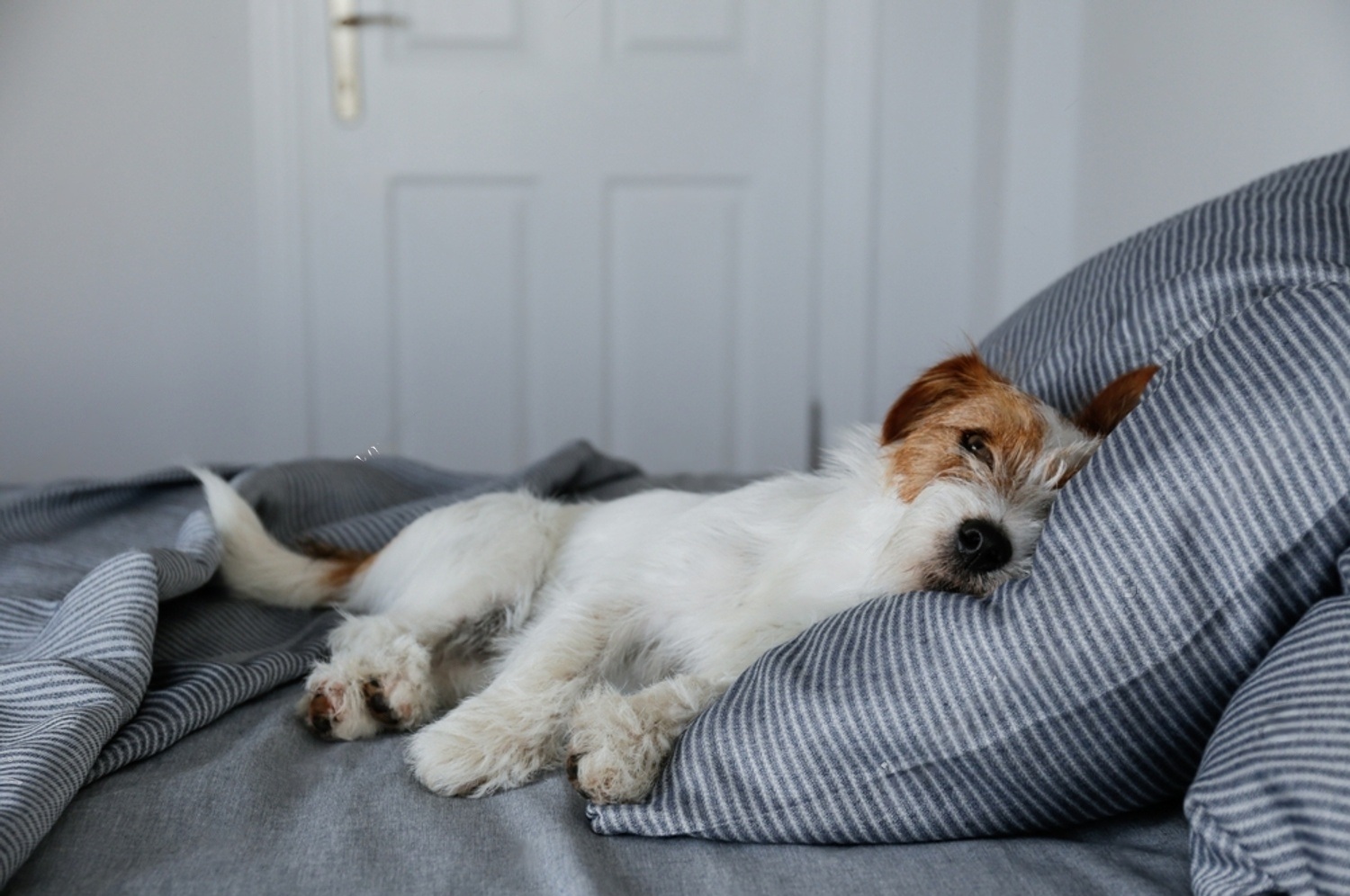 Dog Seizures When To Put Down: Vet Advice! 6 WYxvLS f HjH8s2wNiJ8RAL1 fvmWXY0cK3wyTmvJIa41K VyKJCI5ZA1N7D0f3w5slKRc18jvvvMWzHbzRMYs37JbEWTqAp9wRtAktjJ3MKEe D02j0JRqdlvFzge5WItihFVhGC5nVkzu2io505bc