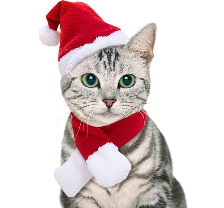 NAMSAN Christmas Cat Santa Hat