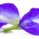 butterfly pea flower