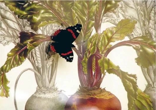 D:\0 wd yedek\acr yedek\1 film indirme\botanicheskaya_illyustraciya2_files\image007.jpg