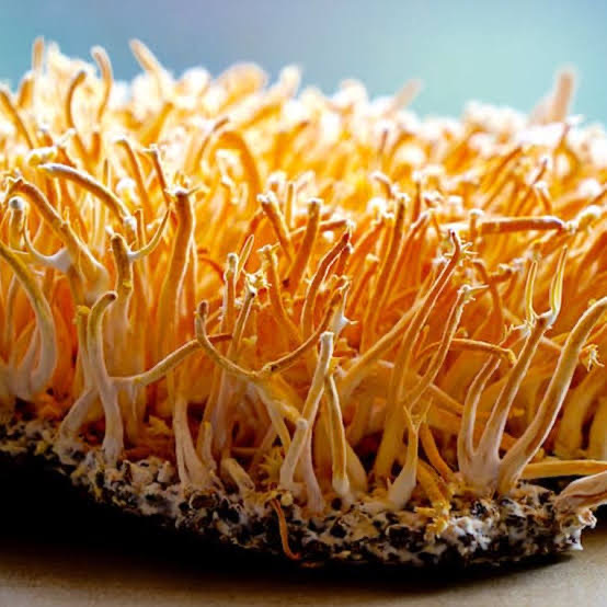 Fully grown Cordyceps image