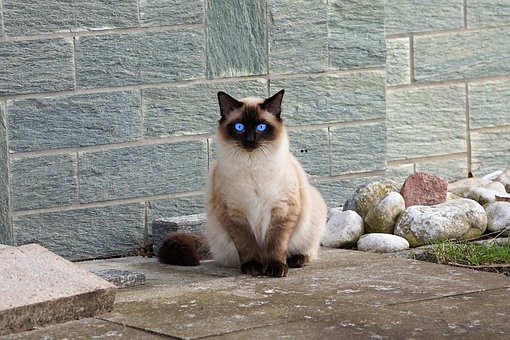 The Siamese Cats - Do You Want One?
