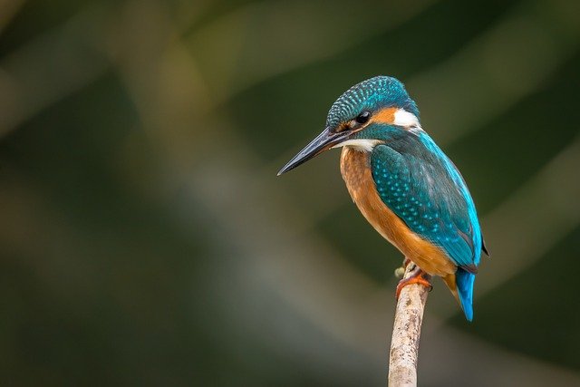 Kingfisher bird name in hindi