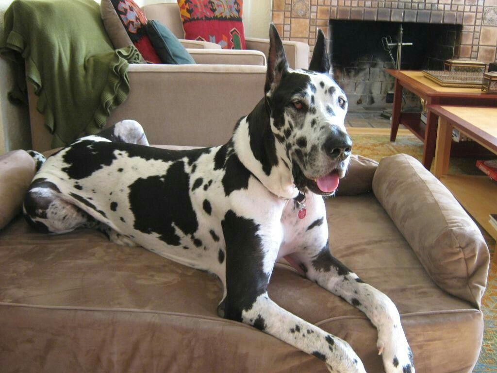 GREAT DANE DALMATION- EVERYTHING YOU NEED TO KNOW