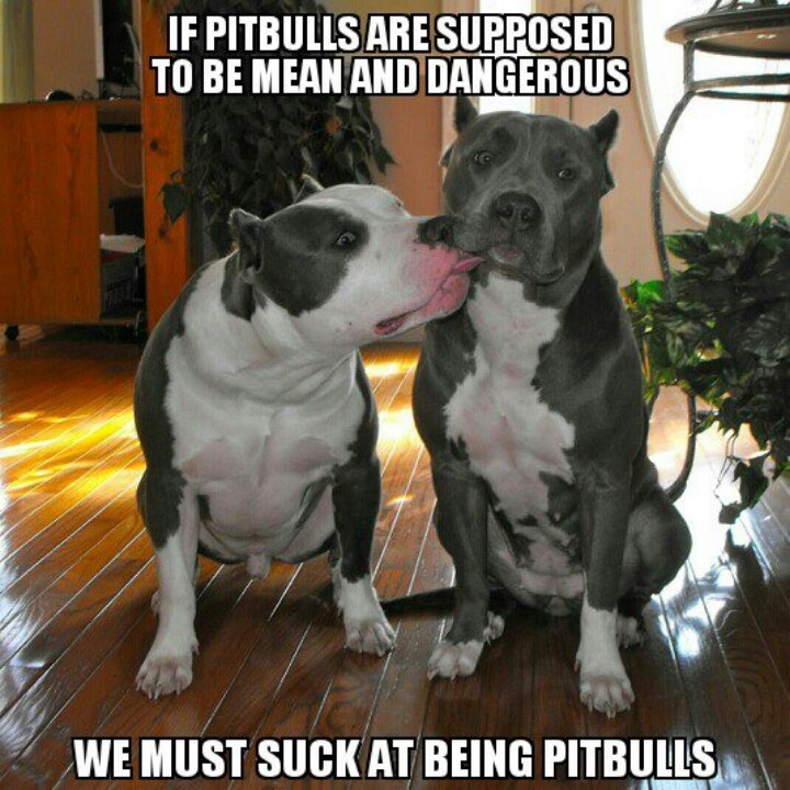 Image result for pit bulls aren't dangerous