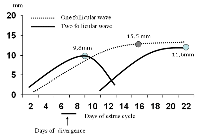 Follicular development in swamp buffalo (De Rensis et al., [135]).