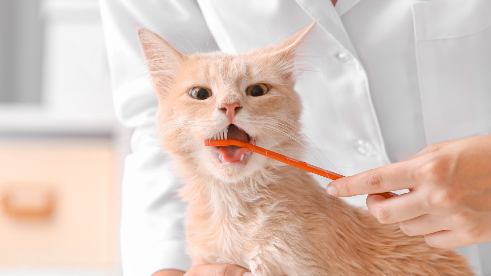 A vet will do a comprehensive physical assessment of your cat during an annual checkup.