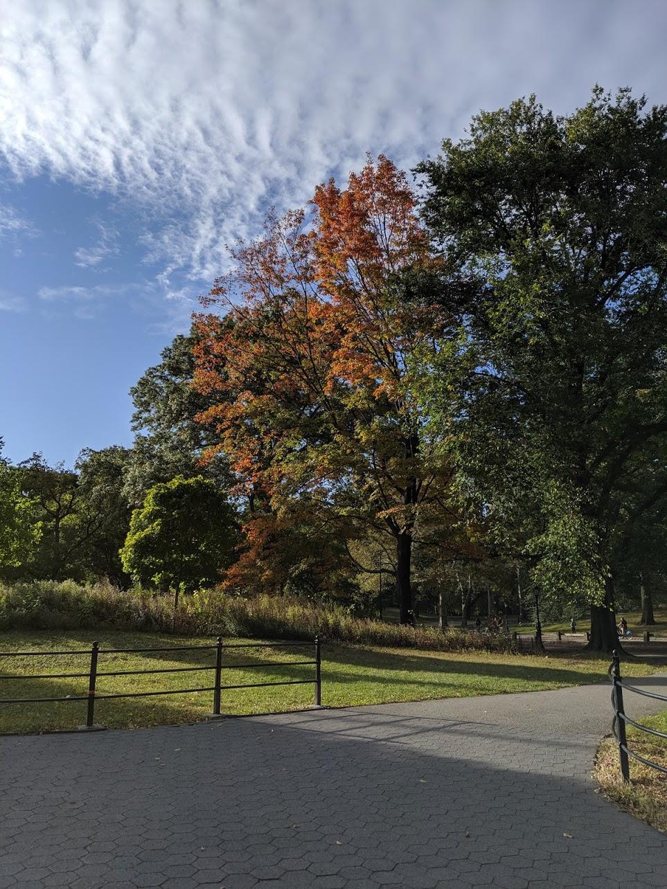 Central Park Fall Foliage