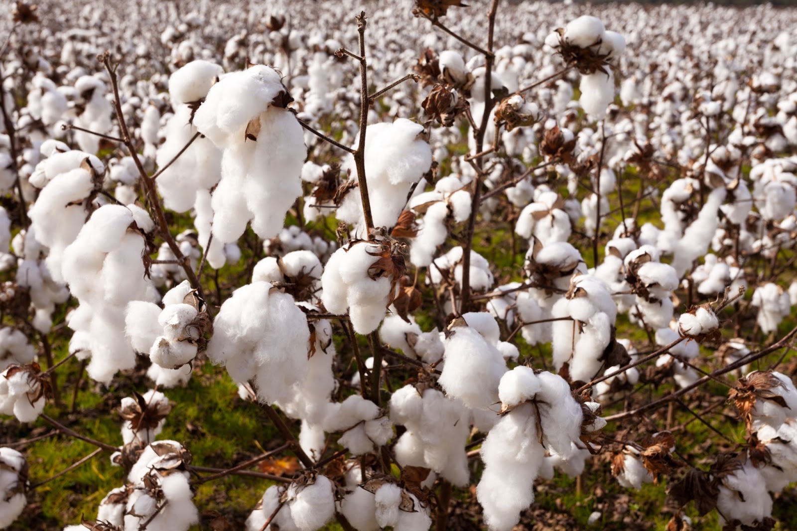 organic cotton cultivation in field