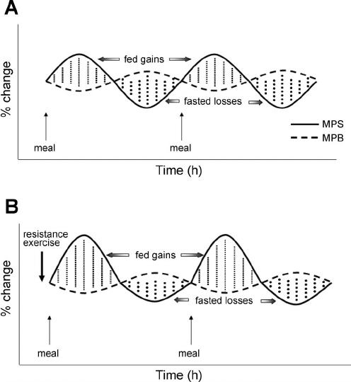  : changes in muscle protein synthesis (MPS) and muscle protein b