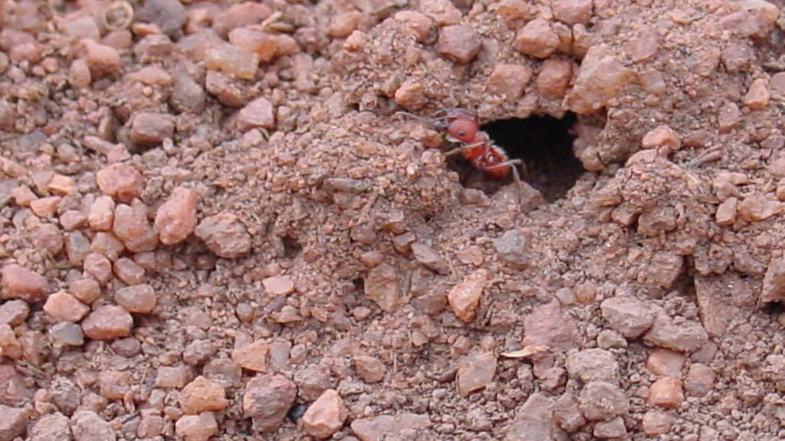 An ant crawling from a hole in red dirt. 