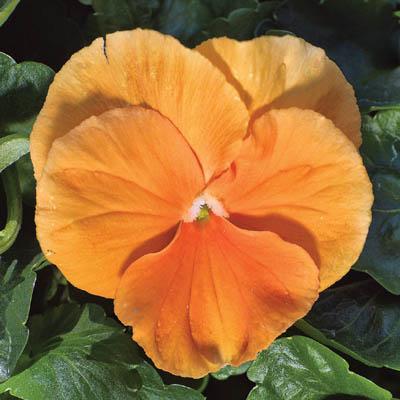 http://www.harrisseeds.com/storefront/images/Product/large/22454.jpg