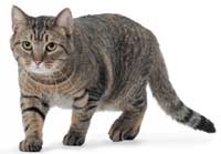 Most cases of pancreatitis are seen in domestic short-hair cats