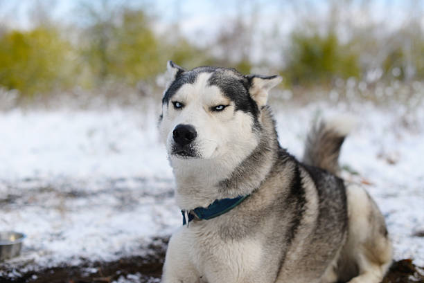 leer dissatisfied sled dog dissatisfied sled dog viciously put her ears angry siberian husky dog stock pictures, royalty-free photos & images