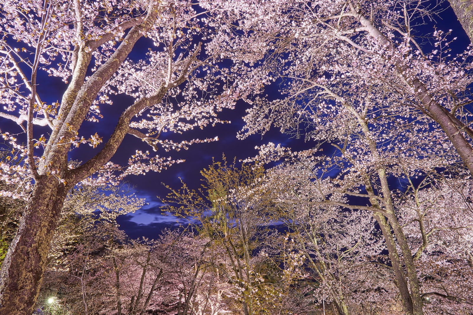 ①旭山公園 夜桜まつり