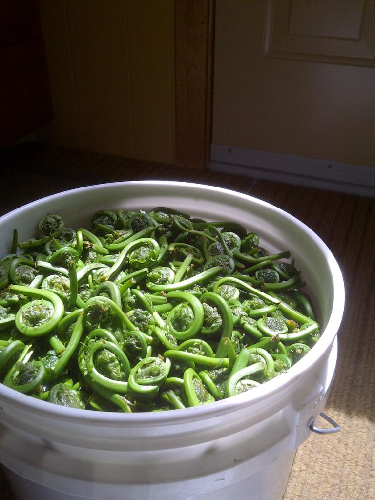 Fiddlehead fern - Wikipedia