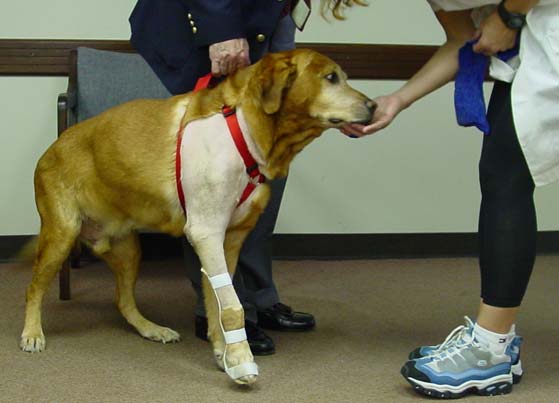 Orthotic for a Labrador Retriever with radial nerve damage and knuckling of the paw of the right thoracic limb