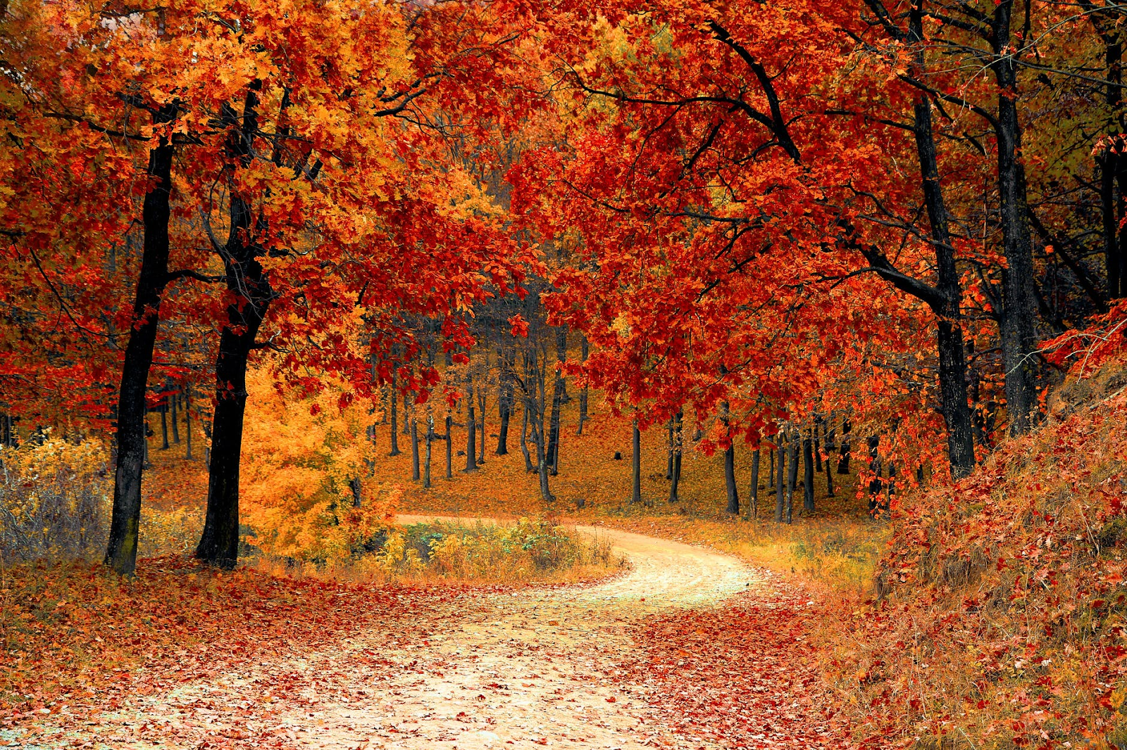 Michigan fall colours