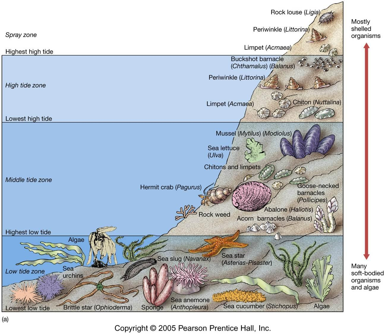 Intertidal Zone Drawing