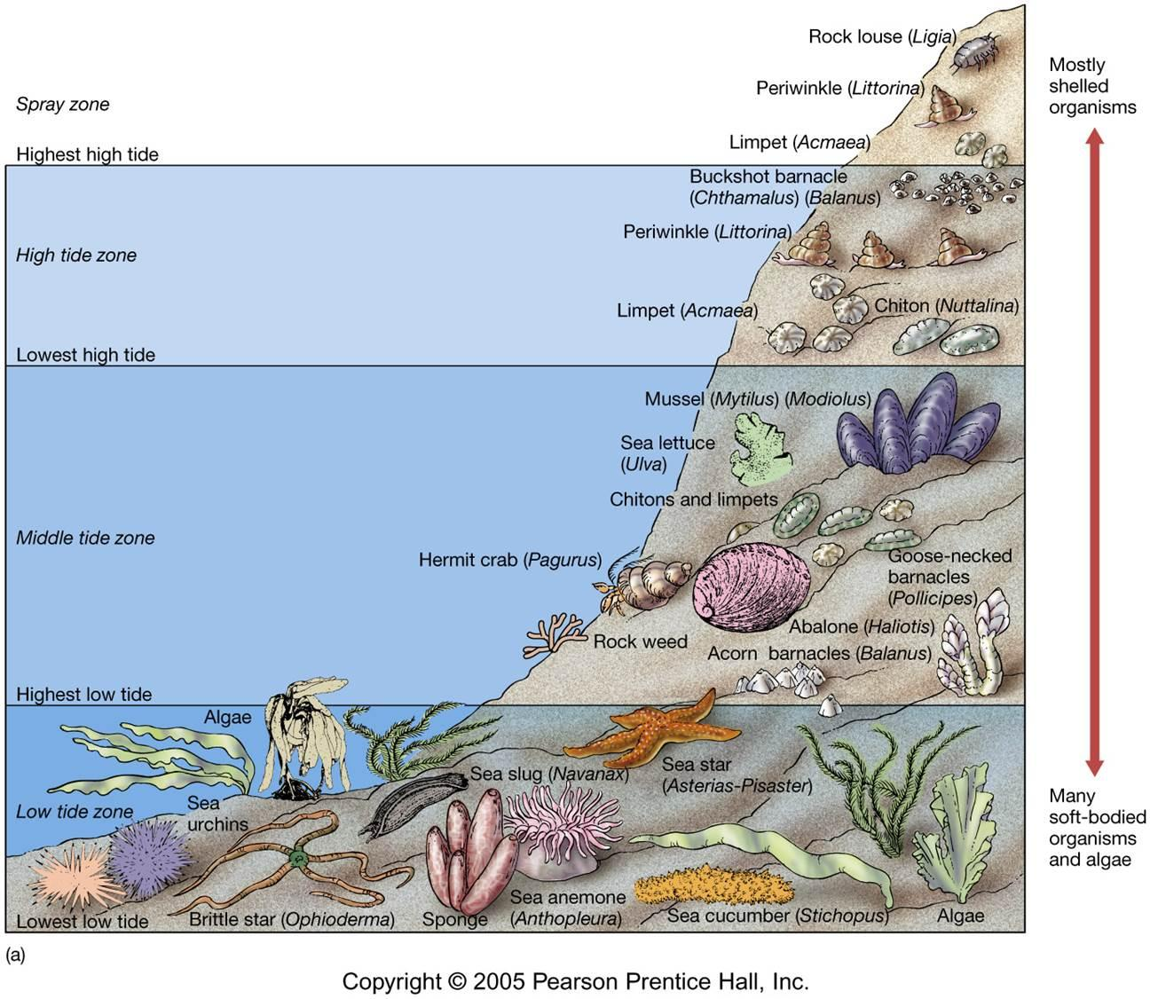 Little wonders of the intertidal zone  BIOL 326: Experimental biology of  invertebrates