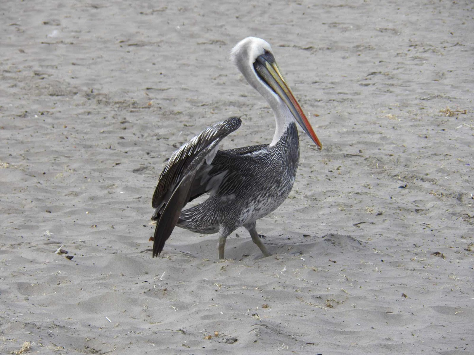 Pelican, El Chaco, Peru