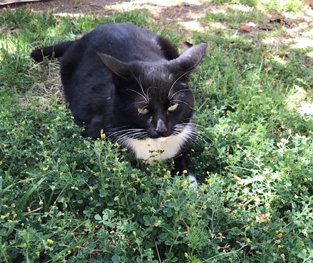 A black cat in the grass

Description automatically generated with medium confidence
