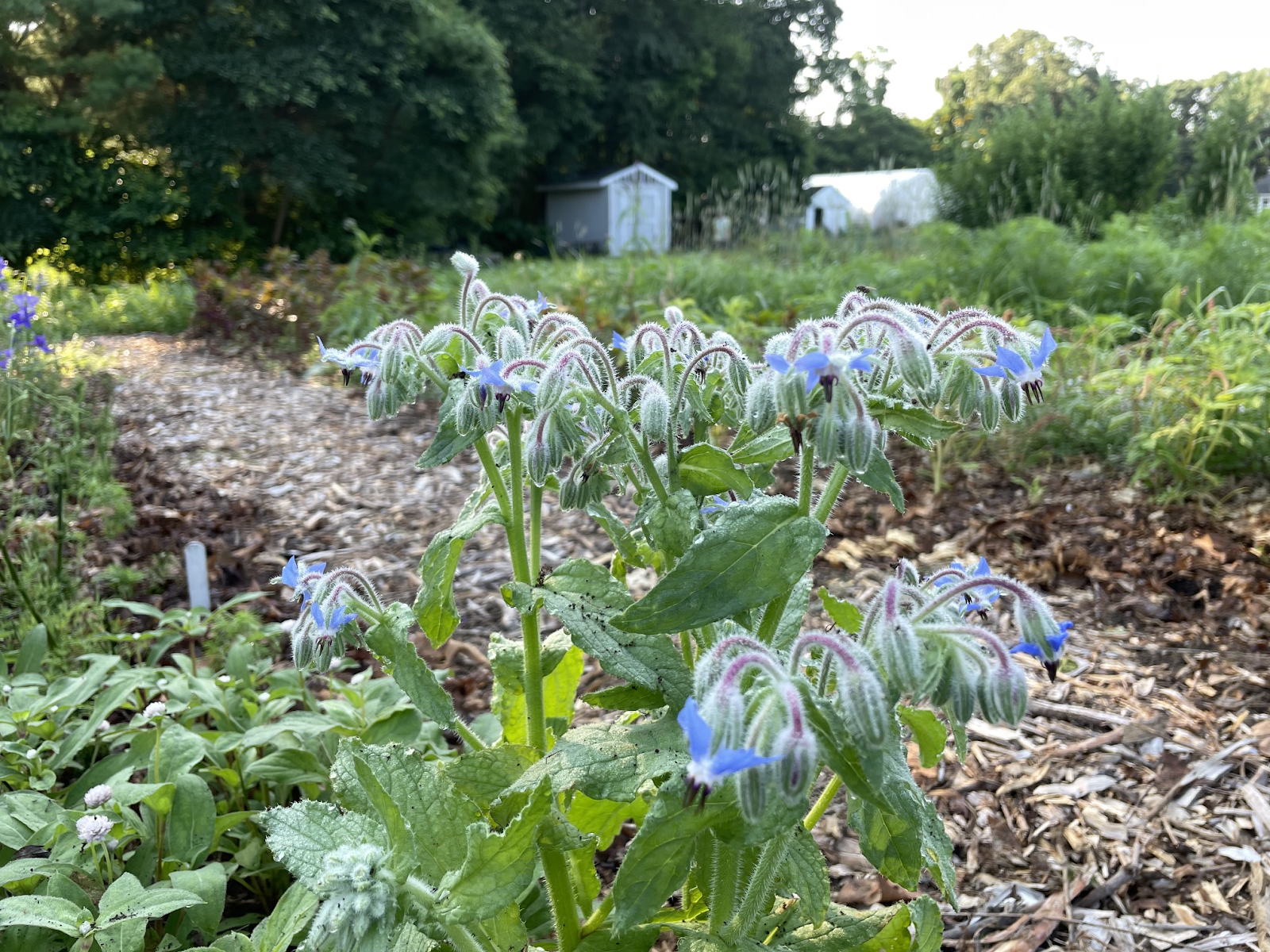 A close up of a plant

Description automatically generated