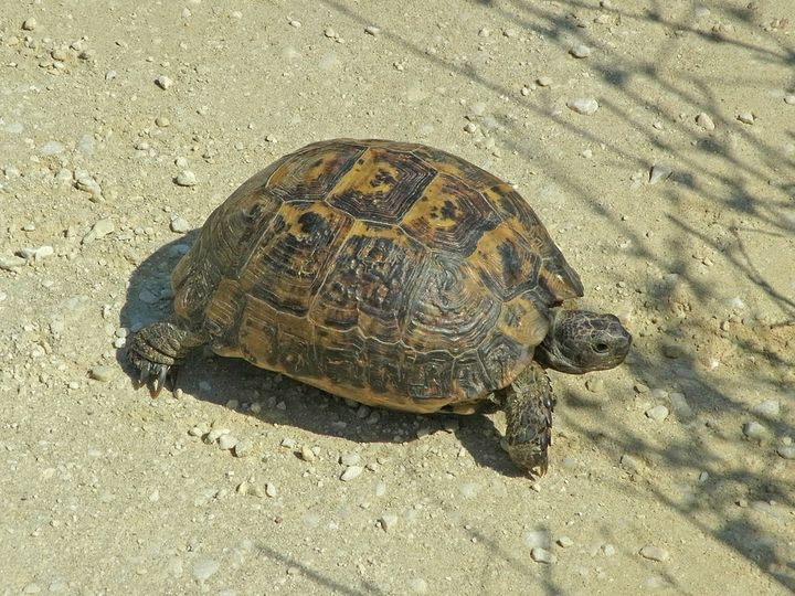 18. Mediterranean Spur-Thighed Tortoises (127 years)