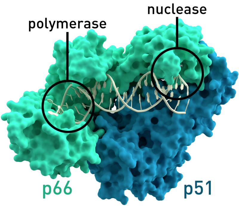 Reverse_transcriptase_3KLF_labels.png