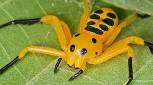 Image result for beautiful spiders