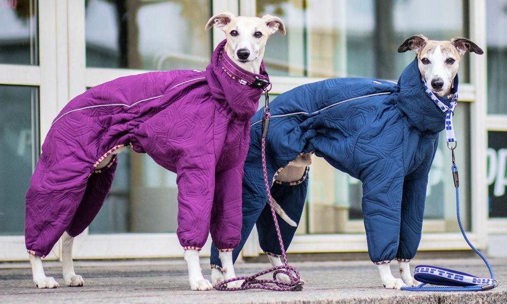 Best Whippet Coats for Winter on Amazon - Spoiled Hounds