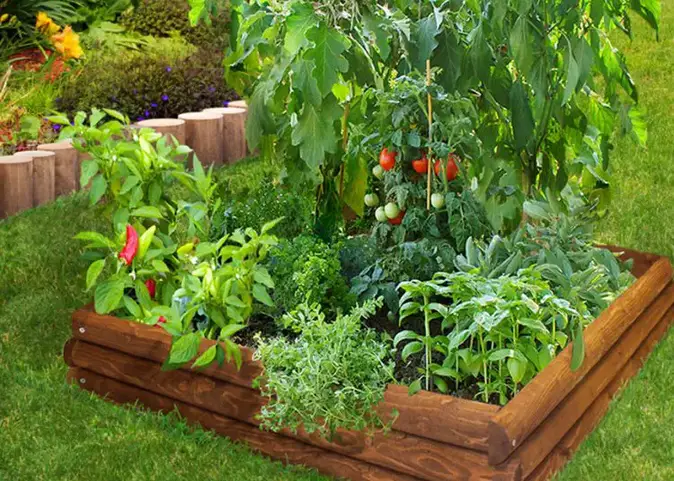 Pollinate your tomato plants