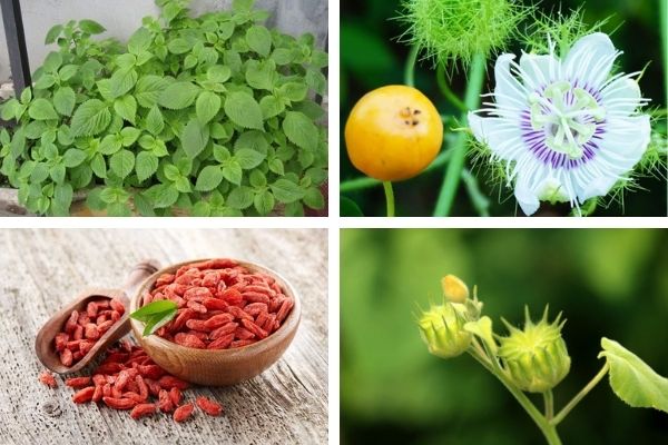 Chữa ù tai trái bằng thảo dược như cây cối xay, câu kỷ tử, hoa lạc tiên, kinh giới cay