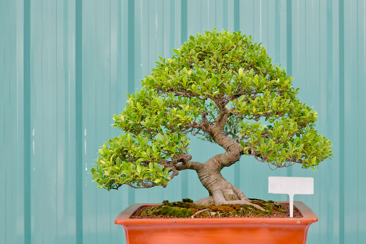 Your Very Own Guide to Growing Bonsai Trees From Seeds!
