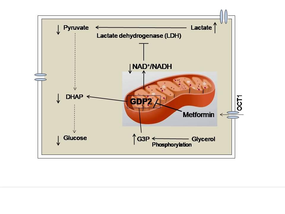Figure 2. Metformin-mediated inhibition of glycerophosphate dehydrogenase (GPD2) is another proposed mechanism of action to inhibit hepatic gluconeogenesis. DHAP, dihydroxyacetone phosphate; G3P, Glycerol-3-phosphate; NAD, Nicotinamide adenine dinucleotide; OCT1, Organic cationic transporter. 