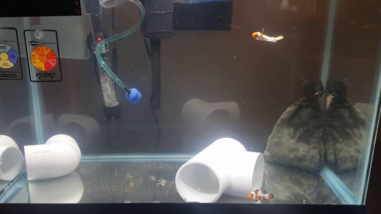 Image result for hospital goldfish tank