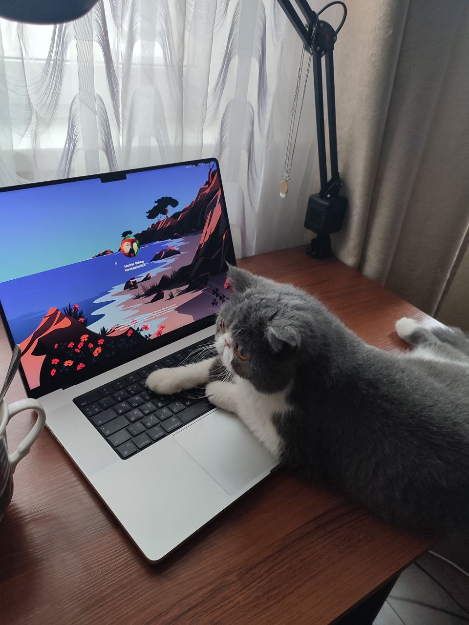 Кот лежит на ноутбуке