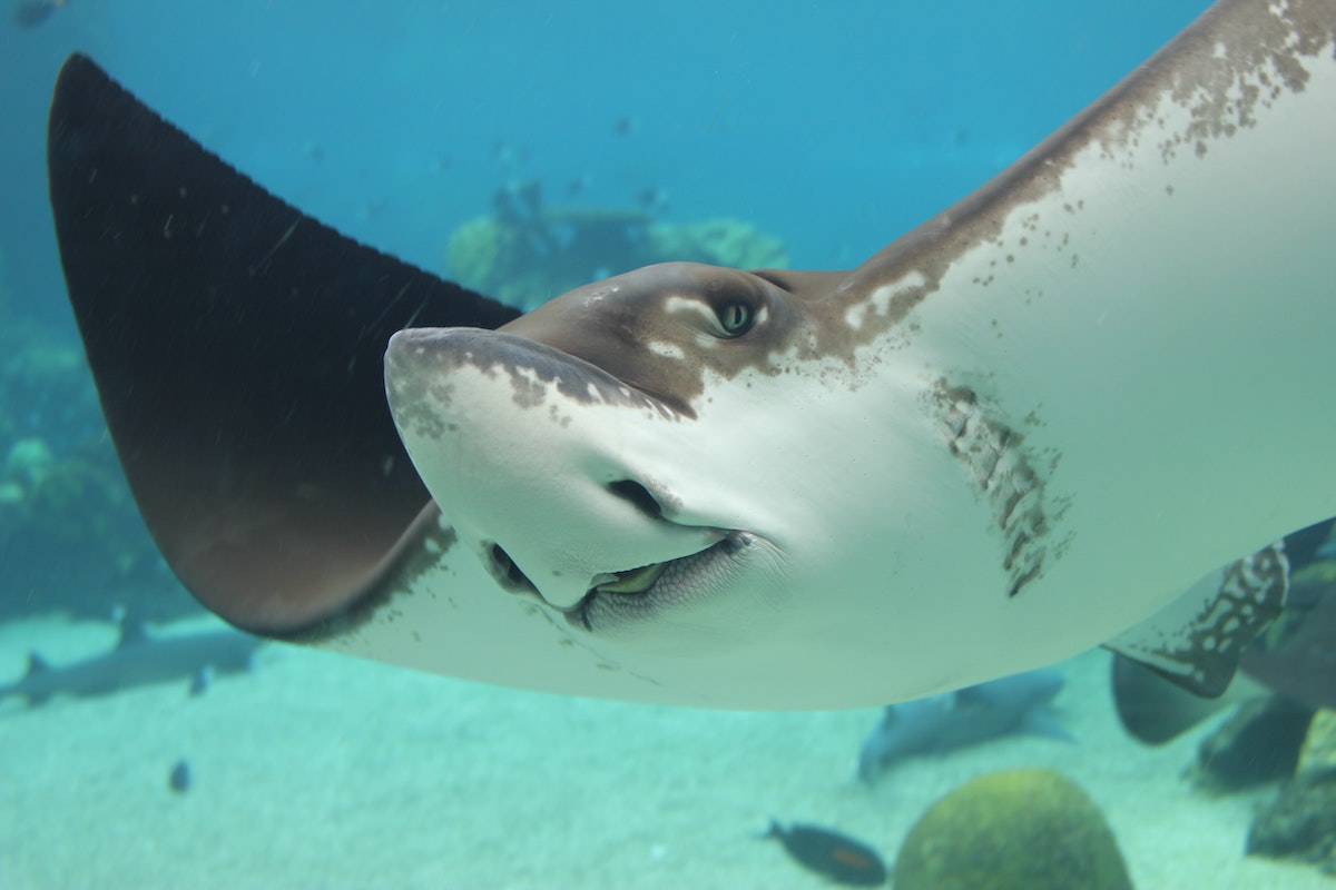 Stingray Smiling