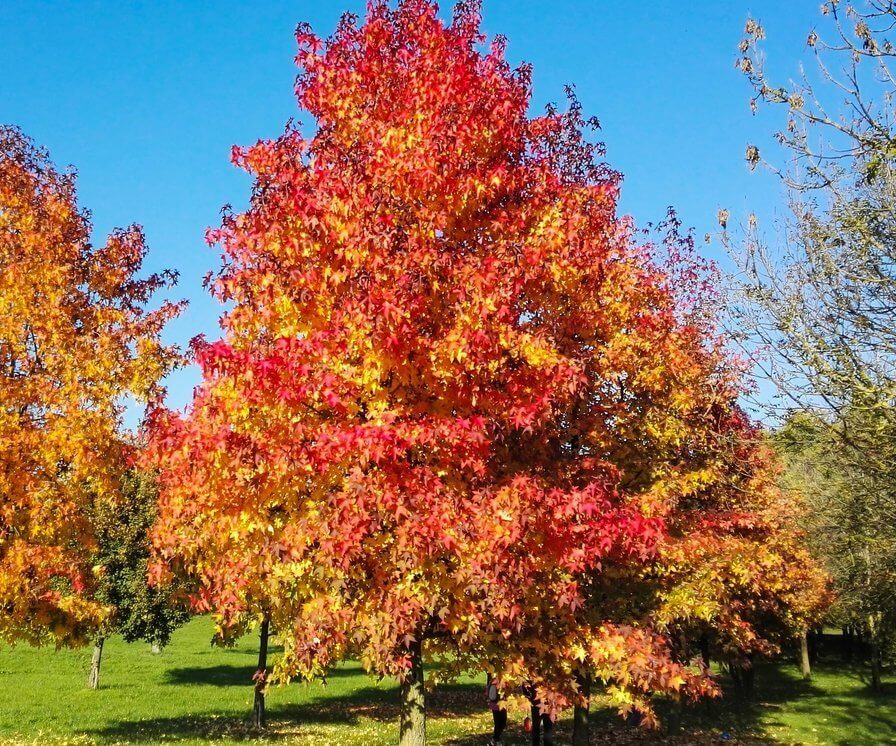 Fire Characteristics of Sweetgum Firewood