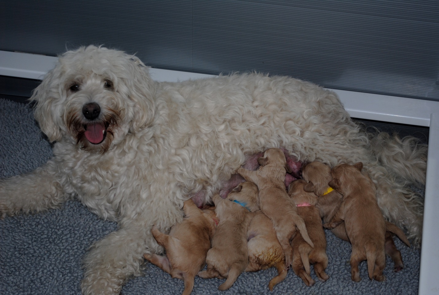 chó poodle mới đẻ